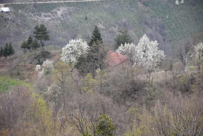 Hendek Dikmen Mahallesi Bahar