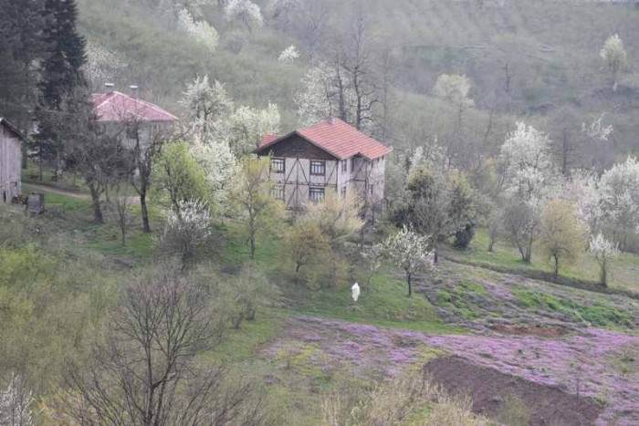 Hendek Dikmen Mahallesi Bahar