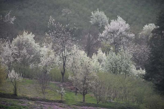 Hendek Dikmen Mahallesi Bahar
