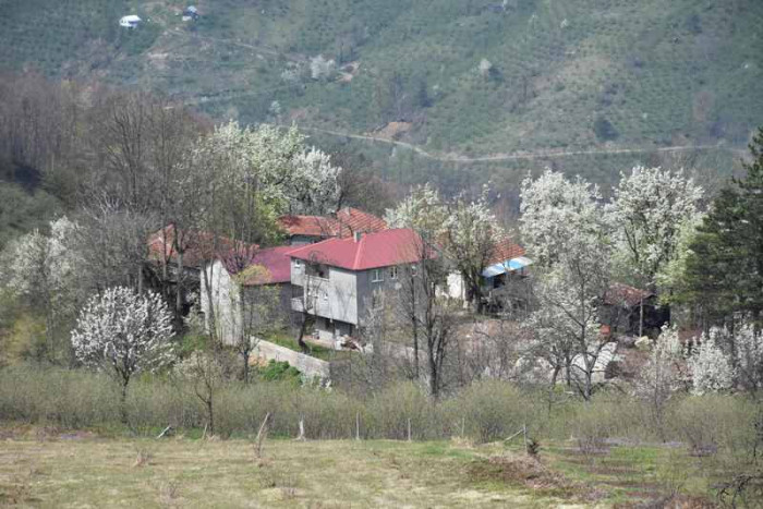 Hendek Dikmen Mahallesi Bahar
