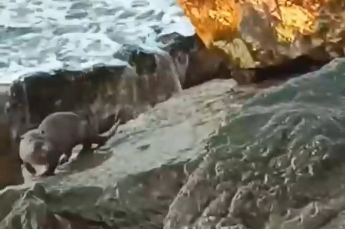 D&uuml;zce Ak&ccedil;akoca&rsquo;da su samuru g&ouml;r&uuml;nt&uuml;lendi