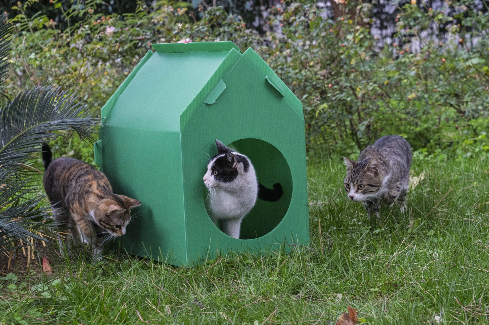 İzmir B&uuml;y&uuml;kşehir&rsquo;den sokak kedilerine sıcak yuva desteği