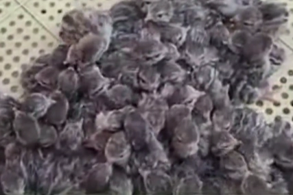 Yılın ilk keklik yavruları yumurtadan &ccedil;ıktı