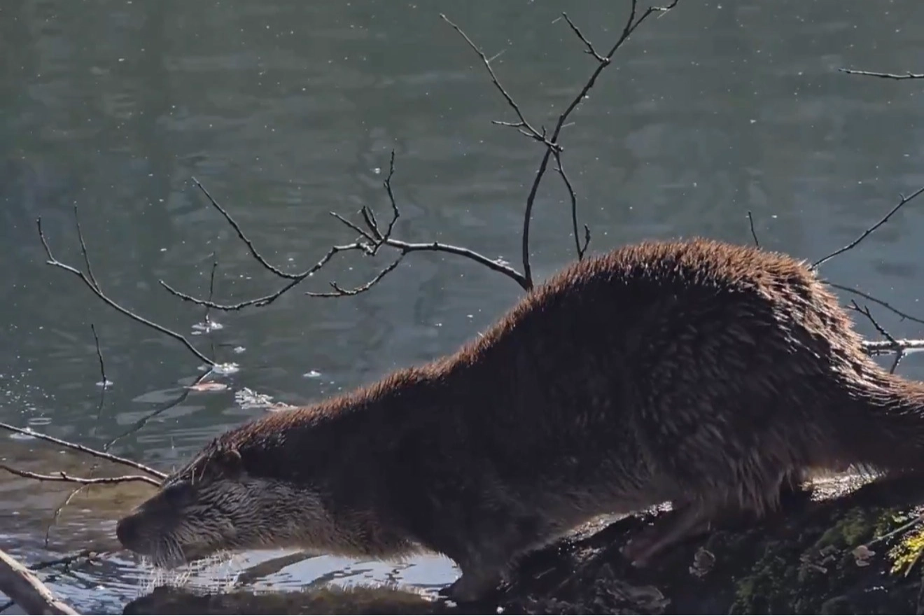 Yedig&ouml;ller Milli Parkı&rsquo;nda su samuru g&ouml;r&uuml;nt&uuml;lendi