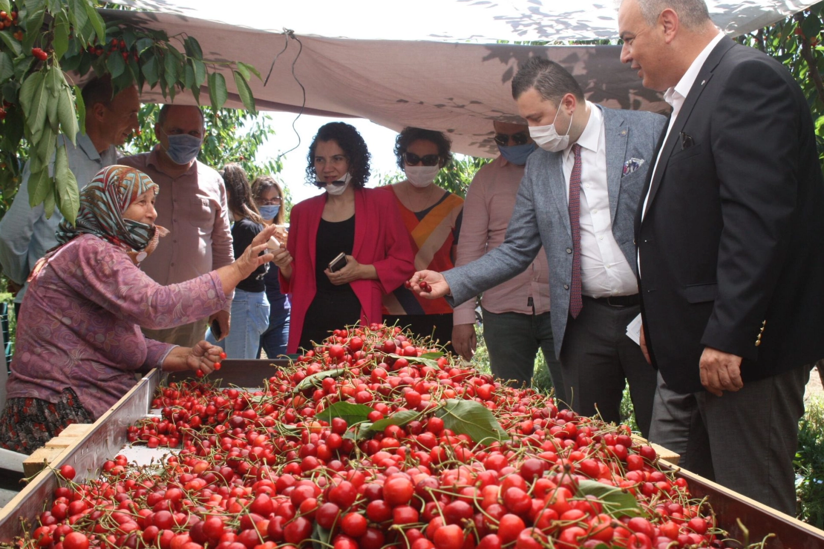 &Ccedil;eribaşı Kirazı&rsquo;na coğrafi işaret tescili