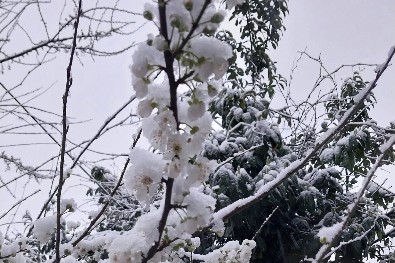 D&uuml;zce Kaynaşlı&rsquo;da erken &ccedil;i&ccedil;ek a&ccedil;an erik ağacına beyaz &ouml;rt&uuml;!