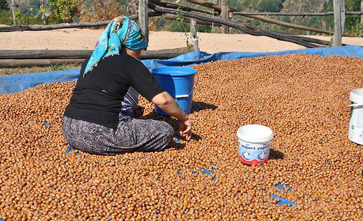 4 Aralık Cumartesi il il güncel fındık fiyatları