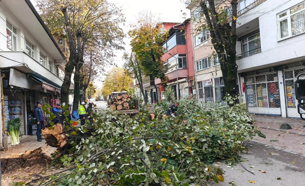 Dal Budama ve Temizlik Çalışmalarını Sürdürüyor