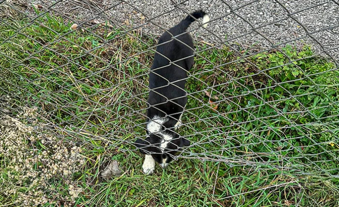 Kocaali’de Bir Canı 11 Metrelik Çukurdan Sağ Salim Kurtardılar