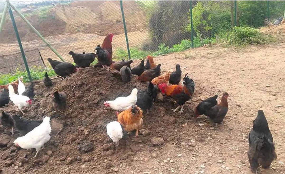 Köy Tavuklarında Aşılamaları Unutmayalım