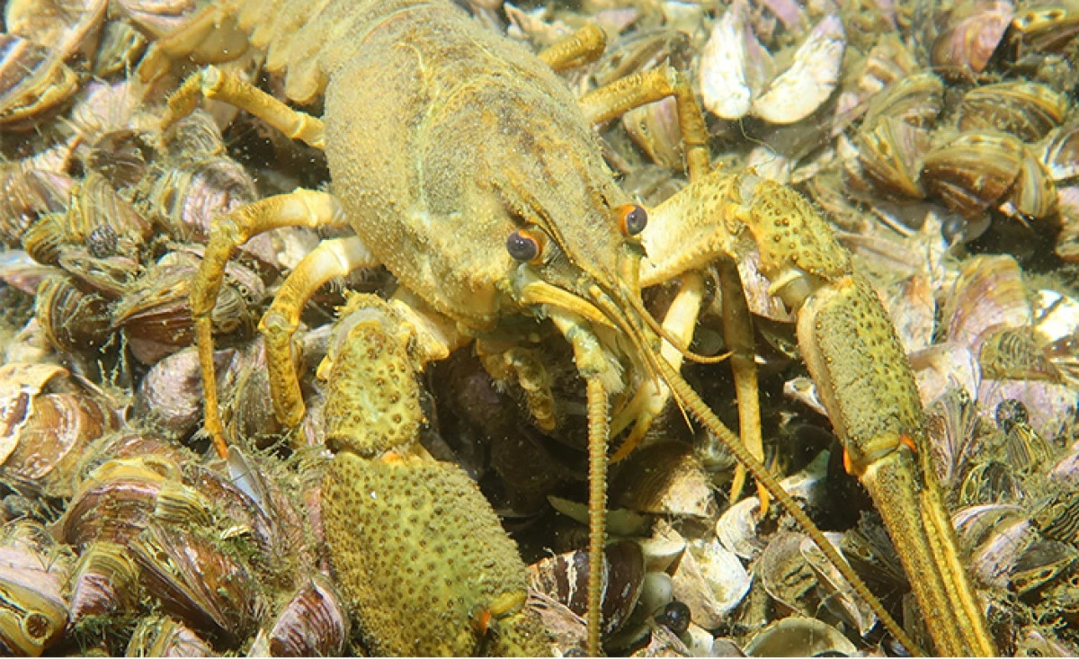 Sapanca G&ouml;l&uuml; Su Altı Fotoğrafları Sergisi 10 Ocak&rsquo;ta A&ccedil;ılıyor