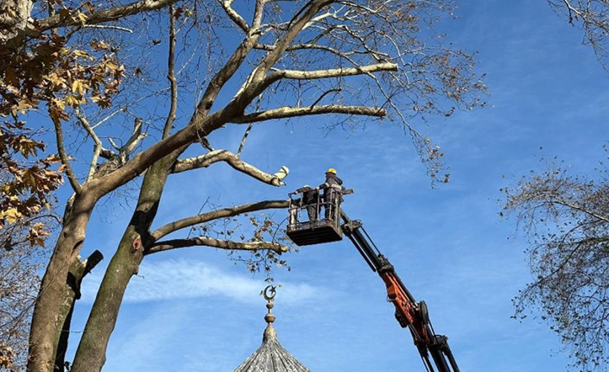Tehlike Oluşturan Dallar Temizlendi